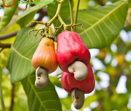 HẠT ĐIỀU RANG CỦI