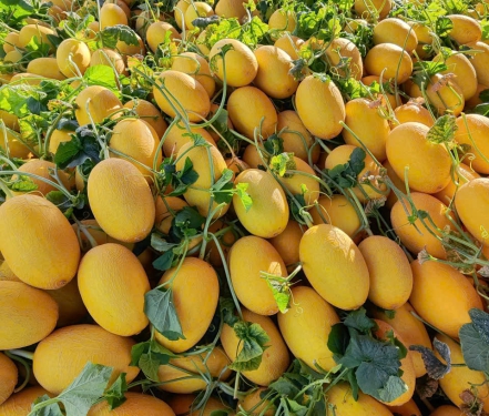 DƯA LƯỚI